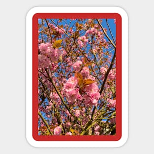 Sunlit Cherry Blossom Sticker